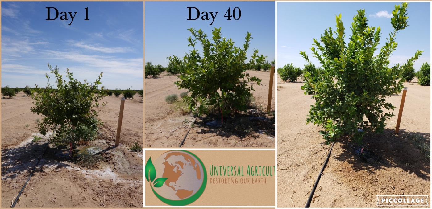 Tree on Day 1 versus Day 40 after treatment