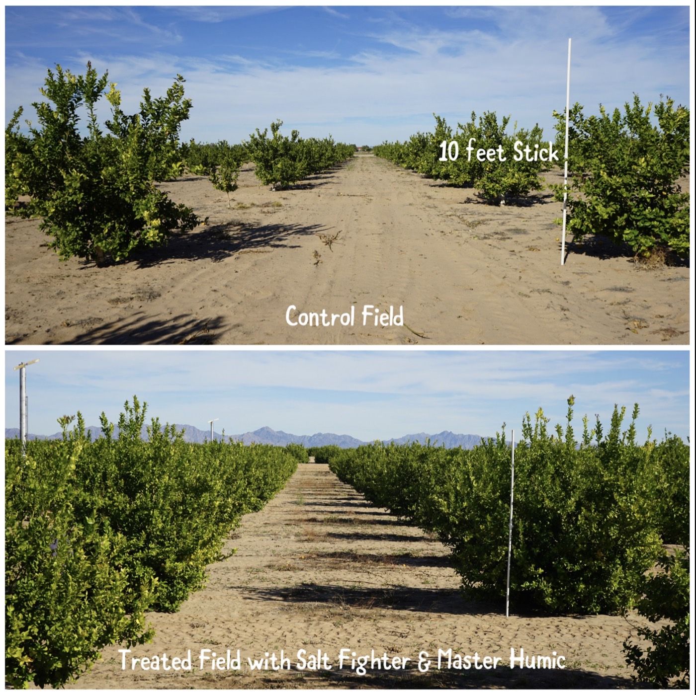 Untreated control field above a field treated with Salt Fighter and Master Humic