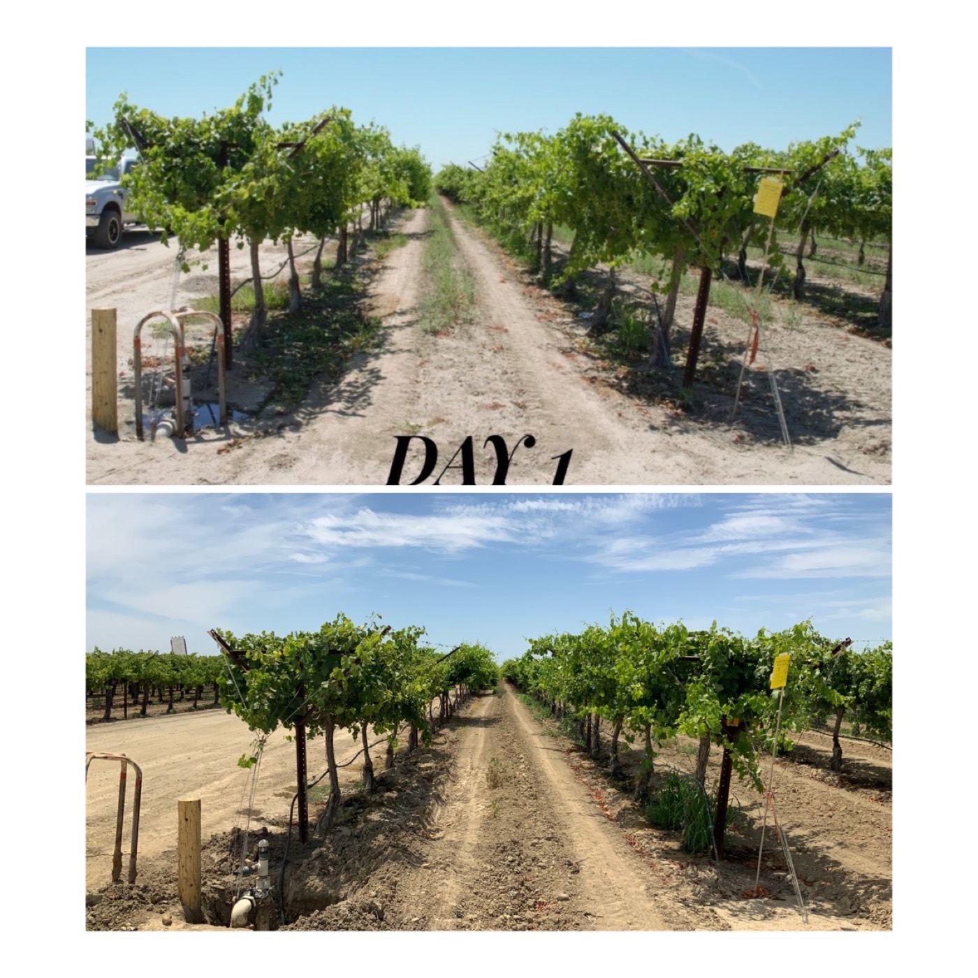 Vineyard on Day 1 versus after treatment in the San Joaquin Valley