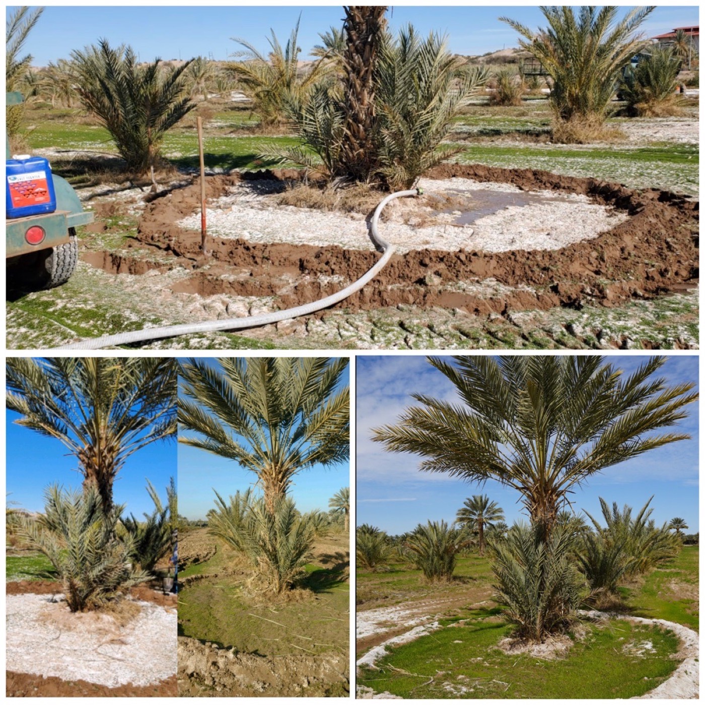 Date palms treated with Salt Fighter in the field